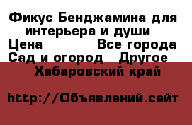 Фикус Бенджамина для интерьера и души › Цена ­ 2 900 - Все города Сад и огород » Другое   . Хабаровский край